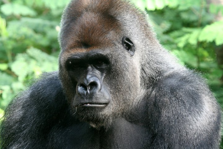 gorilla IMG_2165.jpg - Gorilla (Gorilla)