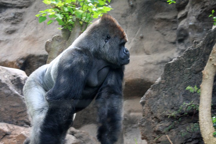 gorlla IMG_0544.jpg - Gorilla (Gorilla)