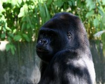 gorilla IMG_1649