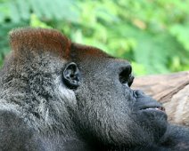gorilla IMG_2146