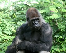 gorilla IMG_2163