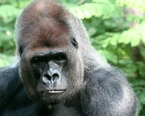 gorilla IMG_2164