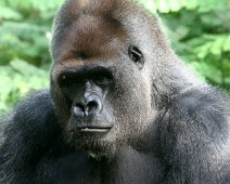 gorilla IMG_2165