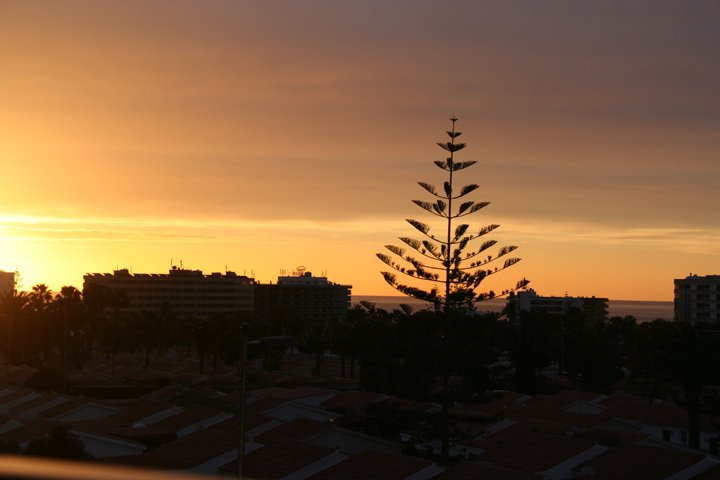 Norfolk Island Pines.jpg - Playa Del Inglés      Norfolk Island Pines i morgen sol