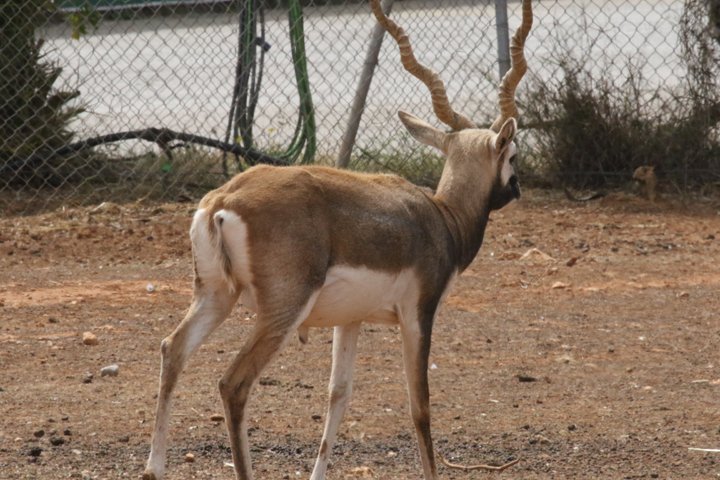 hjorteantilope 250A6685.jpg - Hjorteantilope  (Antilope cervicapra)