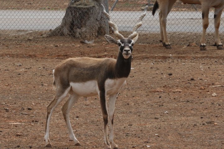 hjorteantilope 250A6687.jpg - Hjorteantilope  (Antilope cervicapra)