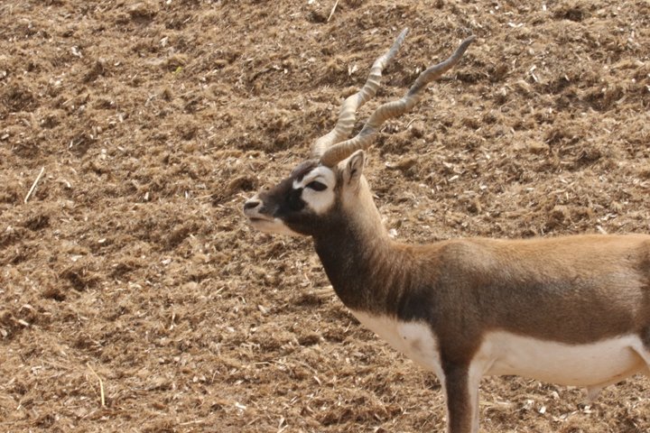 hjorteantilope 250A6716.jpg - Hjorteantilope  (Antilope cervicapra)
