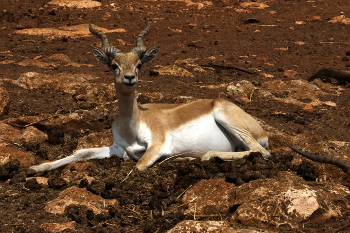 hjorteantilope 250A6717.jpg - Hjorteantilope  (Antilope cervicapra)