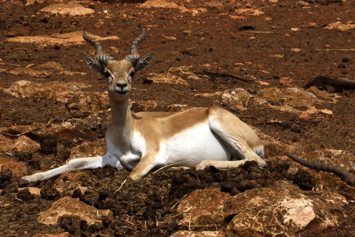hjorteantilope 250A6718.jpg - Hjorteantilope  (Antilope cervicapra)