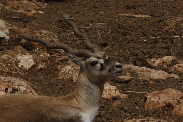 hjorteantilope 250A6720.jpg - Hjorteantilope  (Antilope cervicapra)