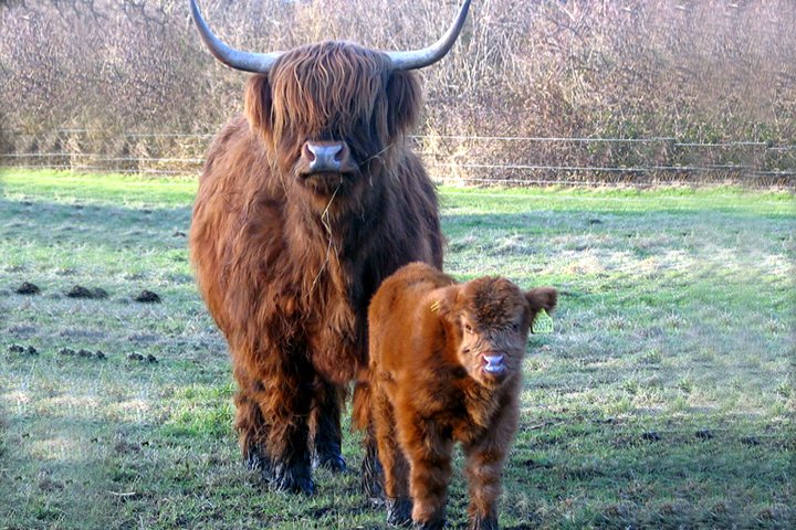 Skotsk Hoejlandskvaeg 2.jpg - Skotsk Højlandskvæg (Highland Cattle)
