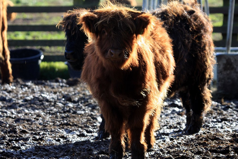 Skotsk Hoejlandskvaeg IMG_1957.jpg - Skotsk Højlandskvæg (Highland Cattle)