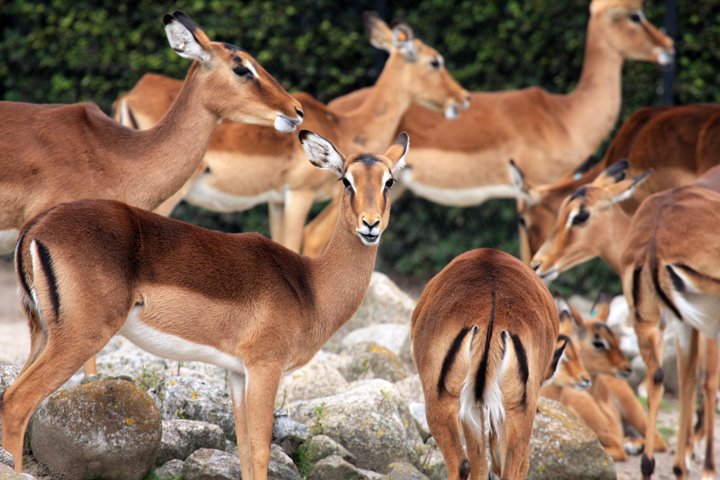 impala IMG_9965.jpg - Impala (Aepyceros melampus)