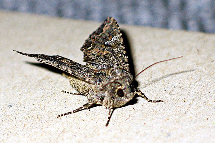Agerugle IMG_6179.jpg - Agerugle (Agrotis segetum)      Turnip Moth