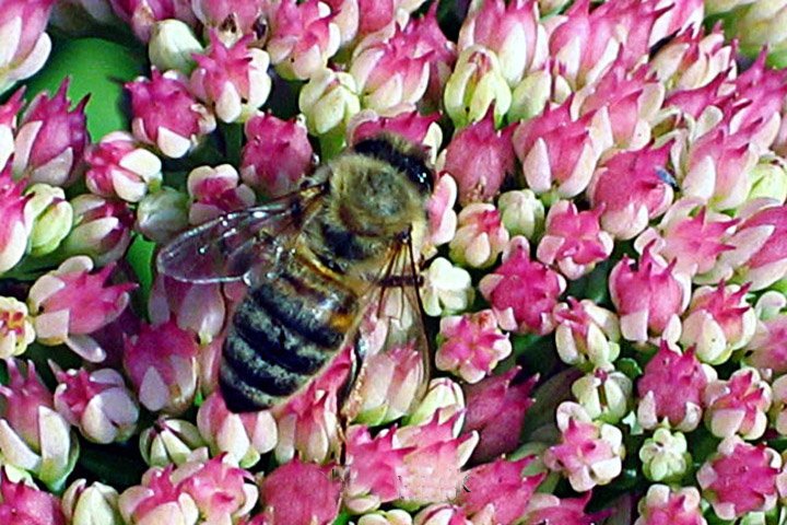 Bi i Sankthansurt 122_2282.jpg - Honningbi  (Apis mellifera)  i Sankt Hansurt     European honey bee