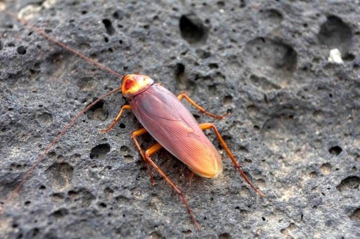 Kakelak IMG_2384.jpg - Kakelak  (Periplaneta americana)        American cockroach