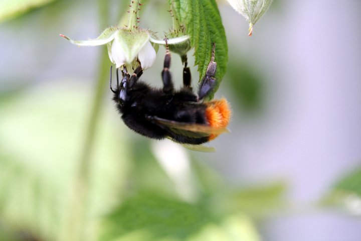 Stenhumle.jpg - Stenhumle (Bombus lapidarius)        Red-tailed Bumblebee