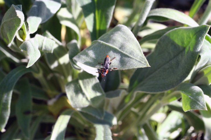 Stor Blodvinge.jpg - Stor Blødvinge (Cantharis fusca)       Soldier Beetle