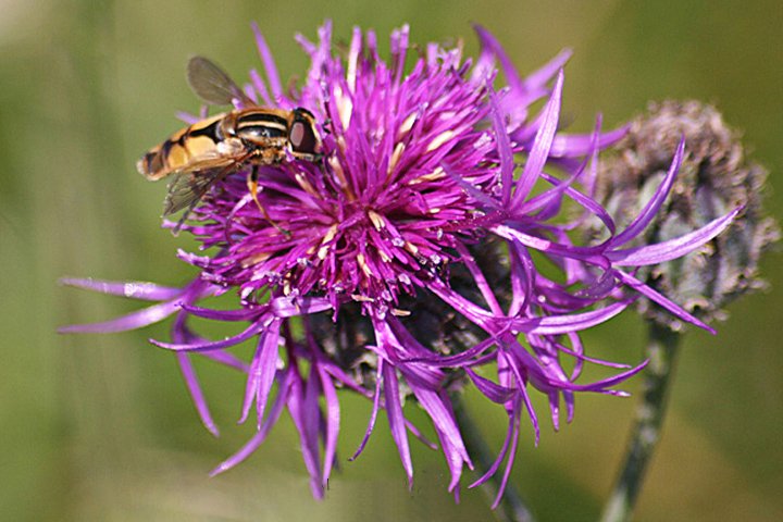 Svirreflue IMG_6693.jpg - Svirreflue (Syrphidae)   Hoverflies