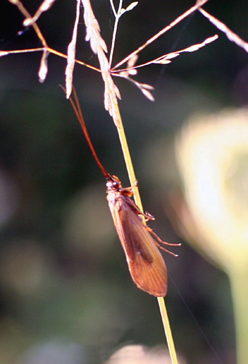 Vaarflue IMG_7296.jpg - Vårflue (Trichoptera)     Caddisflies