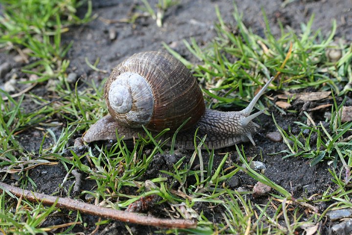 Vinbjergsnegl IMG_2752.jpg - Vinbjergsnegl (Helix pomatia)         Roman snail