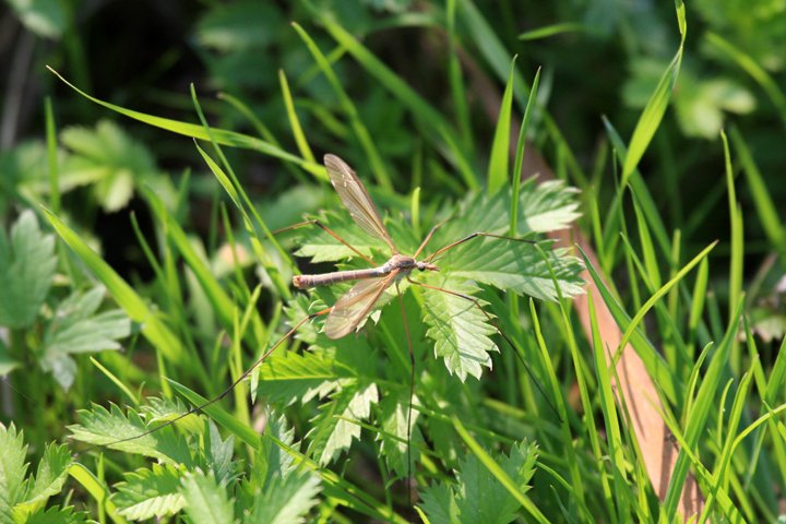 kaelstankelben IMG_0165.jpg - Kålstankelben (Tipula oleracea)     Marsh Crane Fly