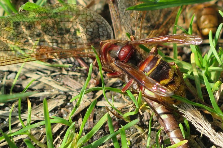 stor gedehams IMG_0795.jpg - Stor gedehams (Vespa crabro)                                 European hornet 