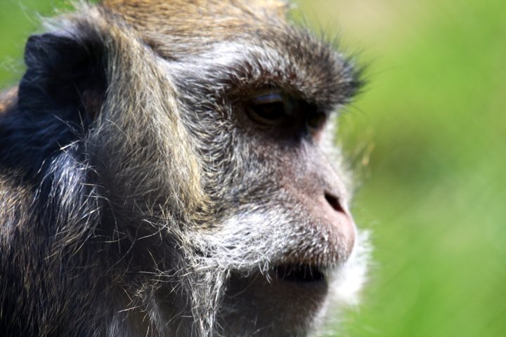javamakak IMG_4249.jpg - Javamakak   (Macaca macaque)