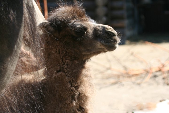 Kamel foel IMG_0170.jpg - Kamel føl (Camelus bactrianus)