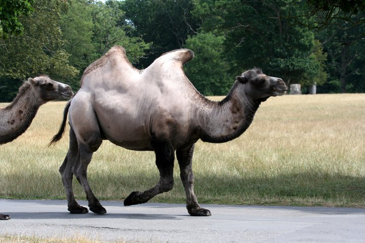 kamel IMG_0933.jpg - Kamel (Camelus bactrianus)