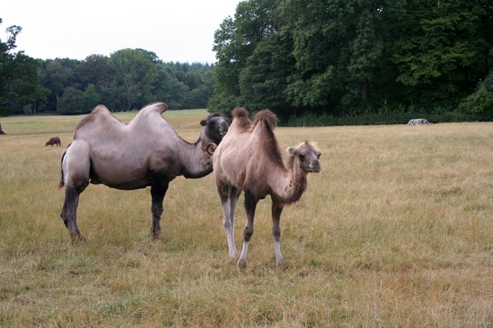 kamel IMG_0939.jpg - Kamel (Camelus bactrianus)