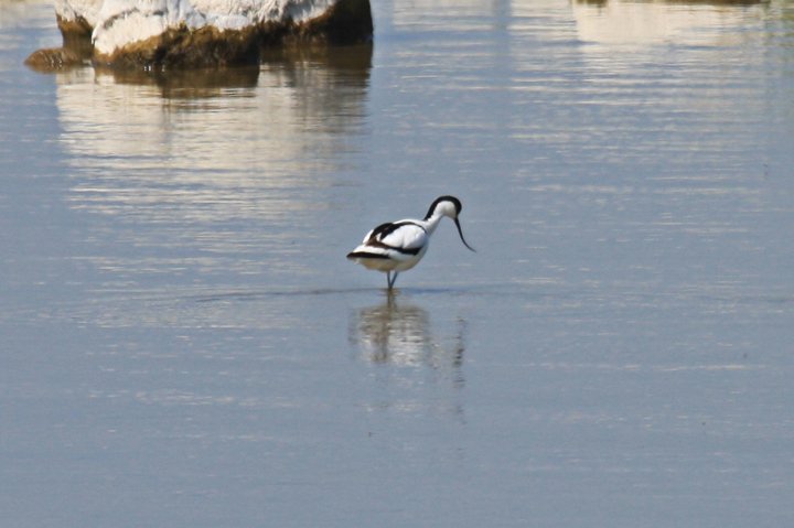 Klyde IMG_1149.jpg - Klyde (Recurvirostra avosetta)