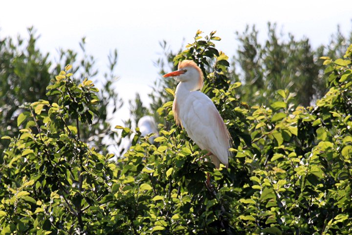 Kohejre IMG_0529.jpg - Kohejre (Bubulcus ibis)