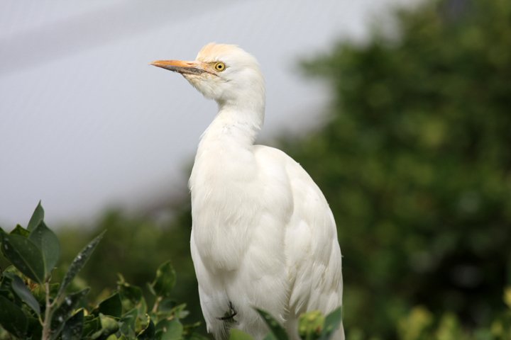 kohejre IMG_0697.jpg - Kohejre (Bubulcus ibis)