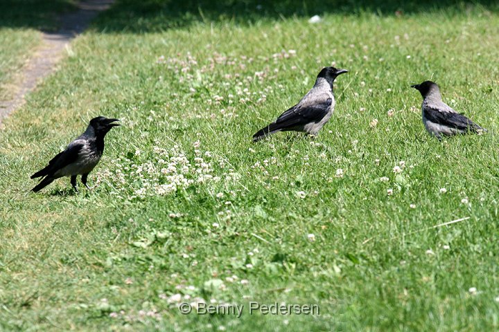 Krager.jpg - Krager (Corvus corone)