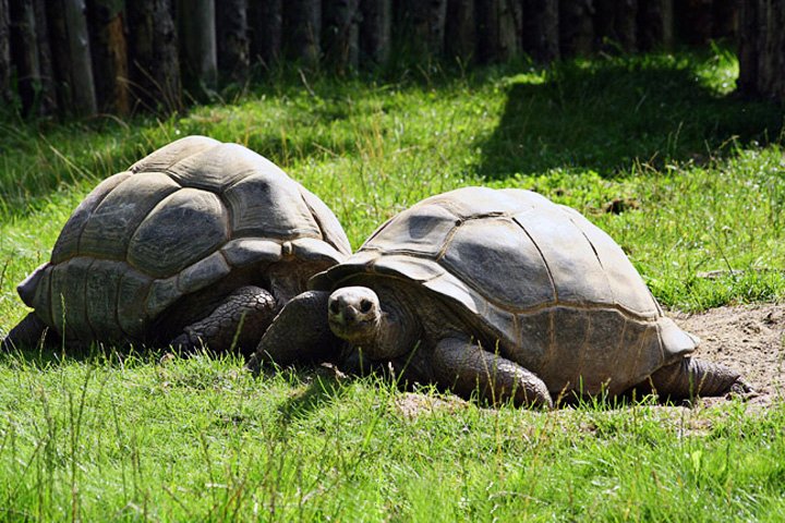 Aldabrakampeskildpadde IMG_6740.jpg - Aldabra kæmpeskildpadde (Geochelone gigantea)