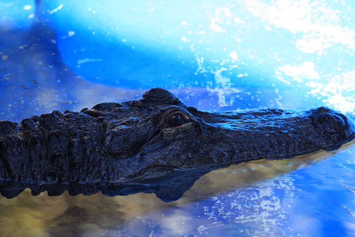 Nilkrokodille IMG_3447.jpg - Nilkrokodillen (Crocodylus niloticus)