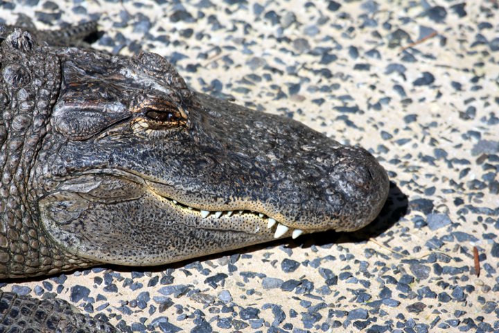 Nilkrokodille IMG_3448.jpg - Nilkrokodillen (Crocodylus niloticus)