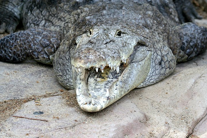 Vestafrikansk krokodille IMG_5661.jpg - Vestafrikansk krokodille (Crocodylus niloticus)