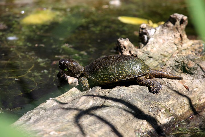 europaeisk sumpskildpadde IMG_5438.jpg - Europæisk sumpskildpadde (Emys orbicularis)