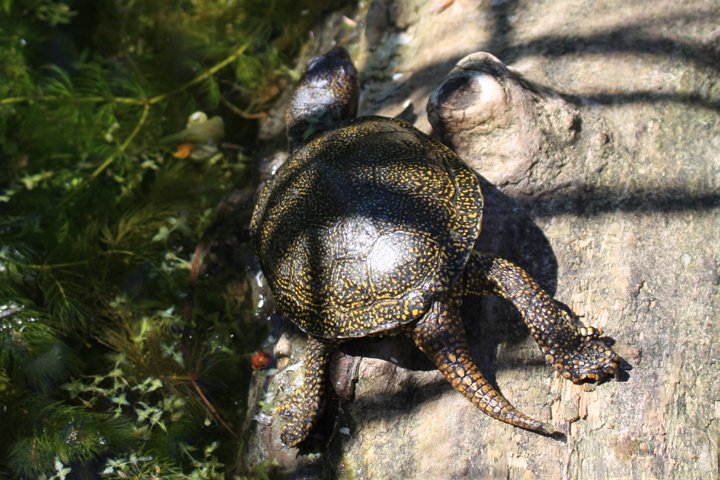 europaeisk sumpskildpadde IMG_5441.jpg - Europæisk sumpskildpadde (Emys orbicularis)