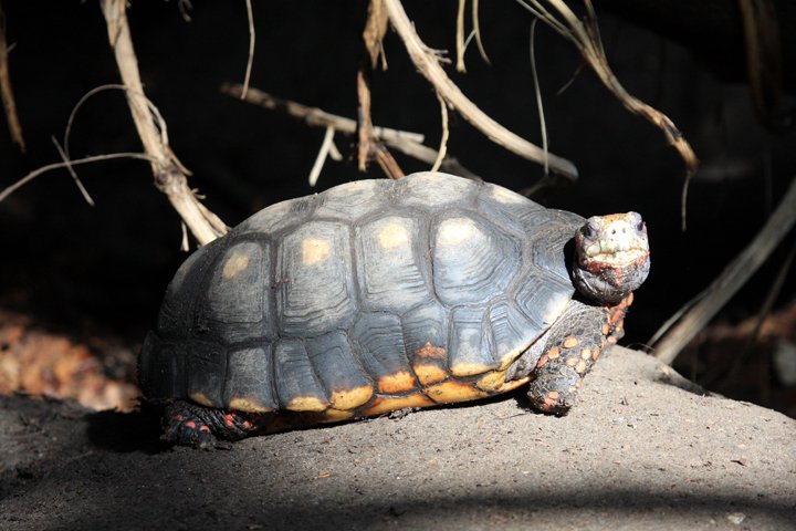 ny guinea blodskildpadde IMG_6680.jpg - Ny Guinea-blødskildpadde  (Carettochelys insculpta)