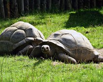 Aldabrakampeskildpadde IMG_6740