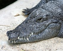 Vestafrikansk krokodille IMG_5660