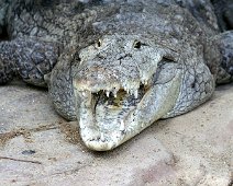 Vestafrikansk krokodille IMG_5661