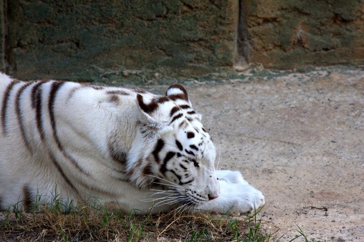 Hvid Tiger IMG_2299.jpg - Rancho Texas Park " Hvid Tiger"