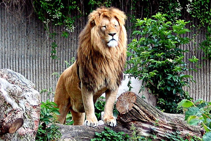 Loeve 116_1620.jpg - Løve (Panthera leo) Løve overblik