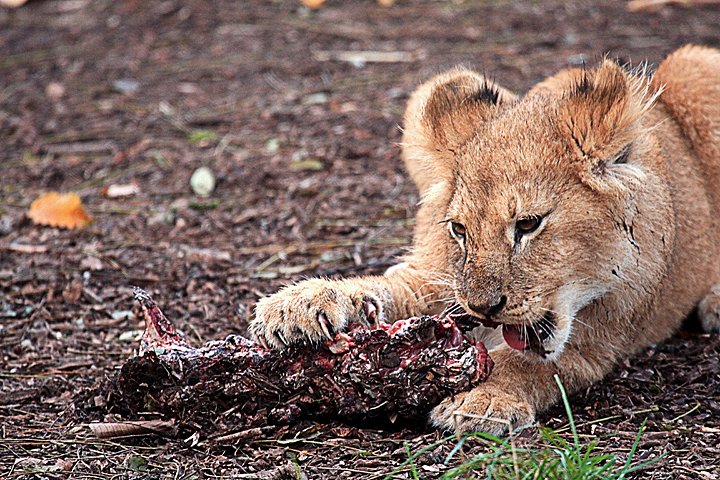Loeve IMG_0592.jpg - (Panthera leo) Løve unge