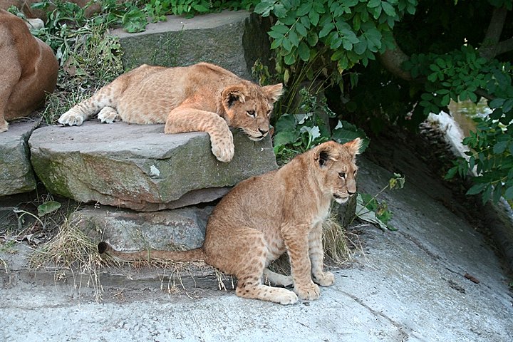 Loeve IMG_0710.jpg - Løve(Panthera leo) Unger på lur  2009