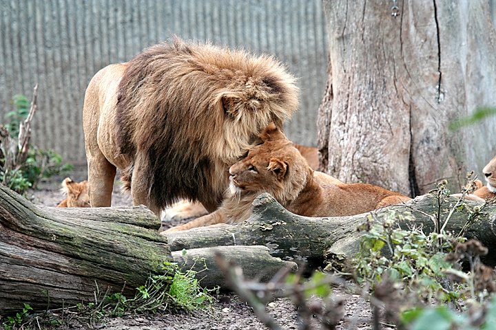 Loeve IMG_1255.jpg - Løve(Panthera leo) Kærlighed